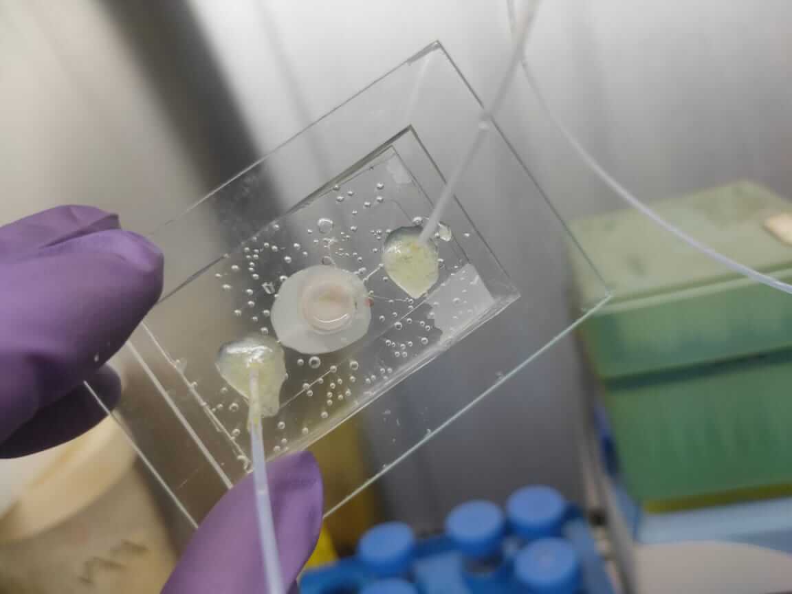 In-vitro Models